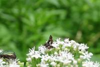 Thyris fenestrella
