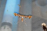 Cnaemidophorus rhododactylus