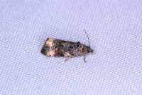 Endothenia