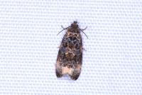 Endothenia