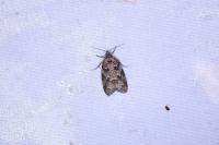 Cnephasia
