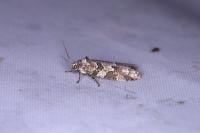 Cnephasia