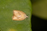 Acleris forsskaleana