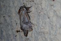 Parahypopta caestrum