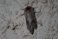 Parahypopta caestrum