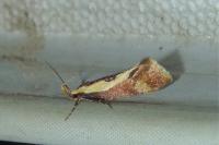 Harpella forficella