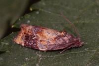 Ditula angustiorana