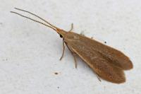 Coleophora
