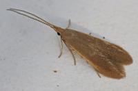 Coleophora
