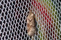 Cnephasia