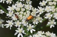 Pammene aurana