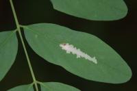 Parectopa robiniella