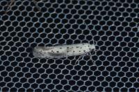 Yponomeuta irrorella
