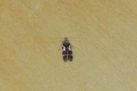 Teleiodes luculella