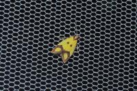 Agapeta zoegana