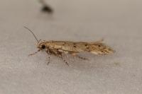 Pseudotelphusa