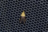 Oecophora bractella
