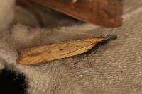 Dichomeris limosella