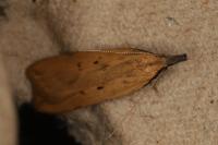 Dichomeris limosella