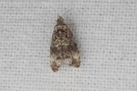 Endothenia