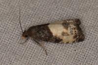 Notocelia cynosbatella