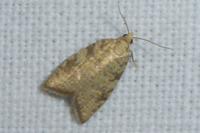 Aleimma loeflingiana