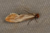Tinea semifulvella
