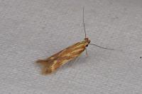 Metzneria aprilella