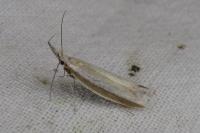 Pleurota aristella