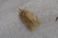 Sparganothis pilleriana