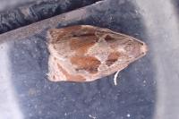 Archips crataegana