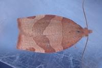 Pandemis cerasana