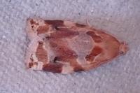 Archips xylosteana