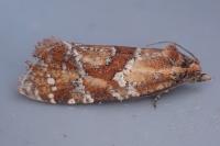 Aethes hartmanniana