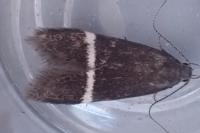 Aproaerema cinctella