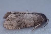 Piniphila bifasciana