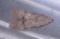 Teleiodes vulgella