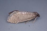 Taleporia tubulosa