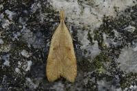 Dichomeris derasella