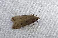 Acompsia