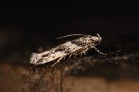 Recurvaria nanella