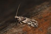 Recurvaria nanella
