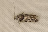 Recurvaria nanella