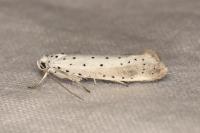 Yponomeuta rorrella