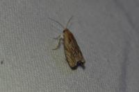 Eucosma gr. cana