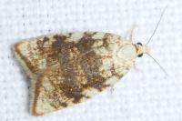 Aleimma loeflingiana