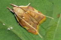 Carcina quercana