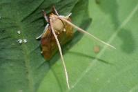 Carcina quercana