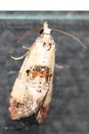 Neocochylis hybridella