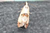 Neocochylis hybridella